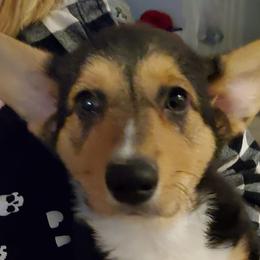 Pembroke Welsh Corgis from Corgi Galore