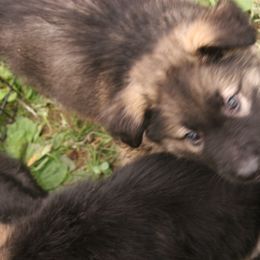 Shiloh Shepherd Puppies from Solace Shilohs