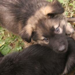 Shiloh Shepherd Puppies from Solace Shilohs
