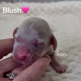 Blush - Cream female Dachshund puppy in Jena, Louisiana from Amy’s Mini Doxies