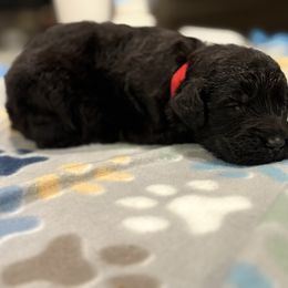 Goldendoodle and Poodle Puppies from Southern Stroll Poodles & Doodles