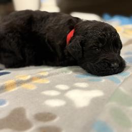 Goldendoodle and Poodle Puppies from Southern Stroll Poodles & Doodles