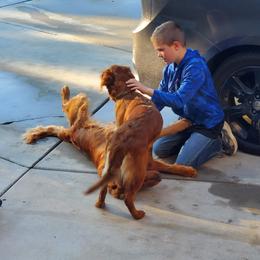 Golden Retriever All Grown Up from Coppertown Retrievers