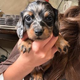 Pete - Dapple male Dachshund puppy in Moreno Valley, California from rdachshunds