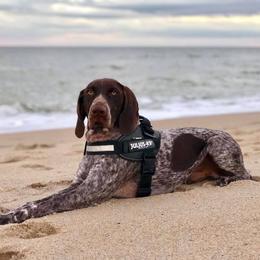 German Shorthaired Pointers from OutBark Dogs & Kennels