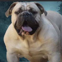 Colorado - Bulldog