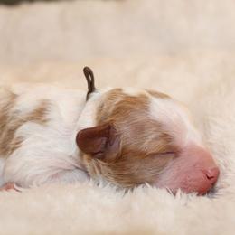 Brown collar girl - Blenheim female Cavapoo puppy in Eagle Mountain, Utah from Liberty Farms Puppies