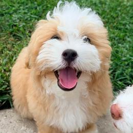 Banks - Yellow and white male Bernedoodle puppy in Port Saint Lucie, Florida from Eastside Paws LLC