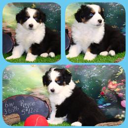 Rolls Royce - Black tri male Toy Australian Shepherd puppy in Levelland, Texas from Once Upon a Time Aussies
