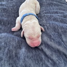 Girl 4 - female Labrador Retriever puppy in Temecula, California from Oak Valley Labradors