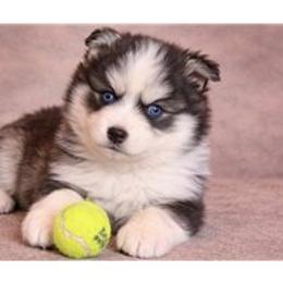 Ethan - Black and white male Pomsky puppy in Amarillo, Texas from Pom Pom Pomskies