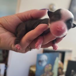 Hl female - Black and white female Chinese Crested puppy in New Castle, Pennsylvania from Long Rotts & Long Haul Cresteds