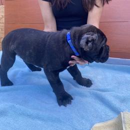 Cane Corso Puppies from Busch Kennels LLC