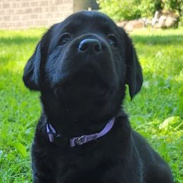Labrador Retrievers from Holly's Labs