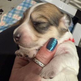 Red collar - Piebald male Dachshund puppy in Shawnee, Oklahoma from Magic Eagle Miniature Dachshunds