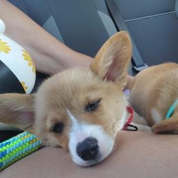 Pembroke Welsh Corgi Puppies from Tiny Titans K9