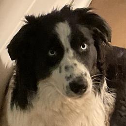 Cat - Australian Shepherd