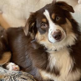 Cassie - Miniature Australian Shepherd puppy from Natural Life Ranch