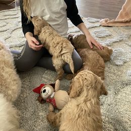 Goldendoodle Puppies from C.P. Puppy Buddies