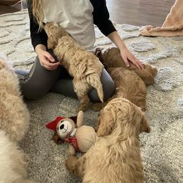 Goldendoodle Puppies from C.P. Puppy Buddies
