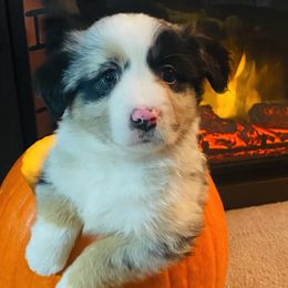 Australian Shepherd and Miniature American Shepherd All Grown Up from Whispering Valley Miniature American Shepherds and Australian Shepherds