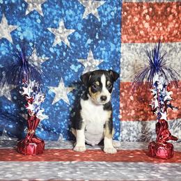 Boy 1 - Black white and tan male Rat Terrier puppy in Mc Alester, Oklahoma from Angela Smith