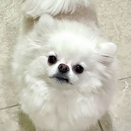 Pomeranian puppies from Bon Bon Poms