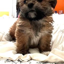 Lhasa Apso Puppies from Tibetan Tails