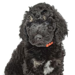 Poodle Puppies from DoodleHaven
