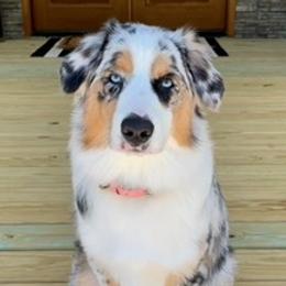 Aussiedoodles and Australian Shepherds from Autumn's Aussies