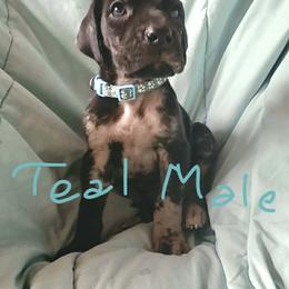 Teal Collar Male - Merle male Great Dane puppy in Newport, Washington from Lakefront Danes