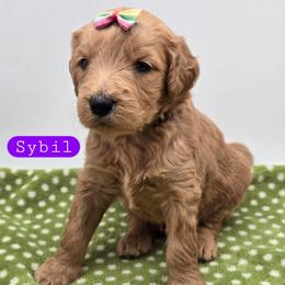 Sybil - Apricot female Goldendoodle puppy in Neillsville, Wisconsin from Granton Creek