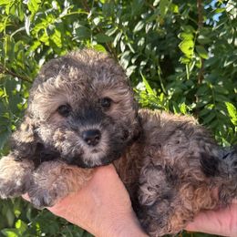 Chai - Sable female Poodle puppy in Tucson, Arizona from Adored Poodle & Doodles