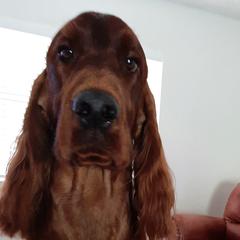 Irish Setter All Grown Up from MJ's Small Town Irish Setters