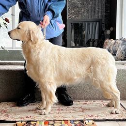 American Eskimo Dogs and Golden Retrievers from Kaydells Kennels