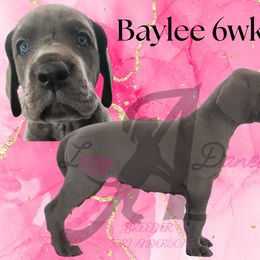 Girl 1 - Blue female Great Dane puppy in Longview, Texas from Lazy A Danes