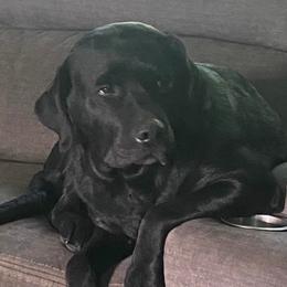 Anna - Labrador Retriever