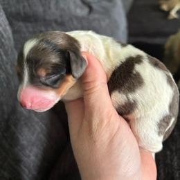 Buttercup - Dapple female Dachshund puppy in Jacksonville, North Carolina from Lizzie’s Doxies
