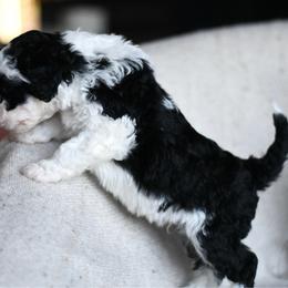 Toddy - Black and white male Portuguese Water Dog puppy in Hastings, Michigan from Hilltop Portuguese Water Dogs
