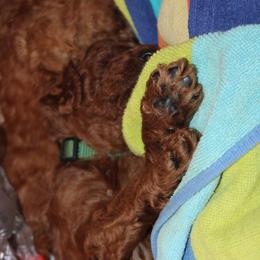 Dark green - Red  male Poodle puppy in Summit, Mississippi from poodles and doodles llc