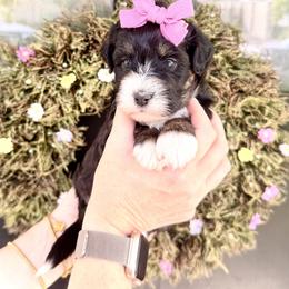 Girl 2 - Tri-color female Bernedoodle puppy in Salt Lake County, Utah from Coco Avenue Pups