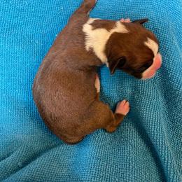 Scotty McCreery - Fawn male Boxer puppy in Willard, North Carolina from Boone’s Boxers of North Carolina
