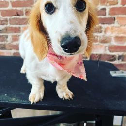 Millie - Dachshund