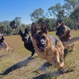 German Shepherds from The Good Shepherds