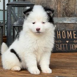 Chippy - Black and white male Pomsky puppy in Mc Minnville, Oregon from West Coast Pomskies