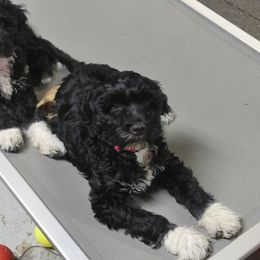 Portuguese Water Dog Puppies from Red River Kennels