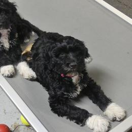 Portuguese Water Dog Puppies from Red River Kennels