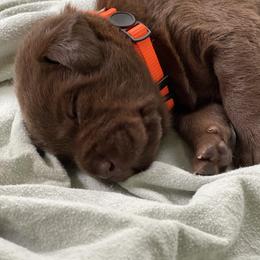 Dilute Retriever Puppies from Virdin’s Silver Labs