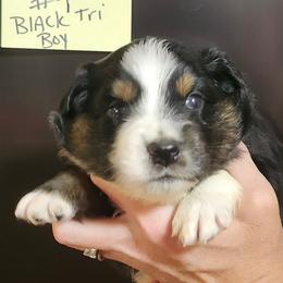 Dottie boy 4 - Black tri male Miniature Australian Shepherd puppy in Hampton, Tennessee from TC Farms Stock Dogs - Miniature Australian Shepherds