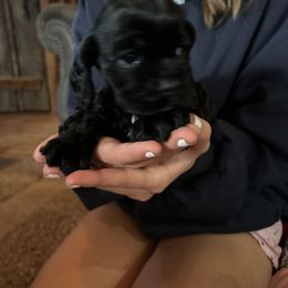 Black Girl - Black female Cocker Spaniel puppy in Fairview, Utah from Hidden Vallies Cocker Spaniels